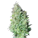 Quick One | AUTOFEM | Royal Queen Seeds - Freigestellt 2026-05-12