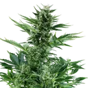 Quick One | AUTOFEM | Royal Queen Seeds - Freigestellt 2026-05-12