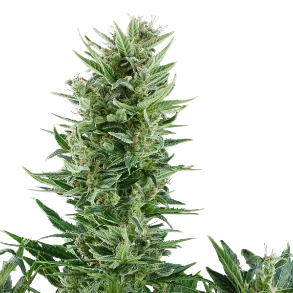 Quick One | AUTOFEM | Royal Queen Seeds - vorheriges Hauptbild