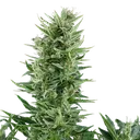 Quick One | AUTOFEM | Royal Queen Seeds - vorheriges Hauptbild