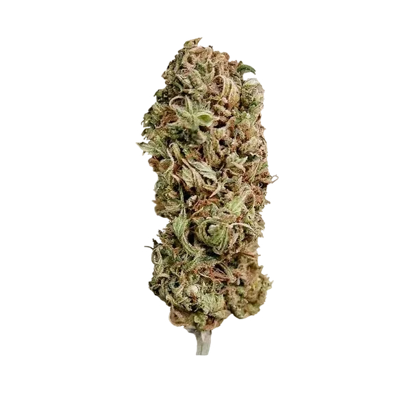 AMG (Amnesia Mac Ganja) | PHOTOFEM | Royal Queen Seeds - Freigestellt 2026-05-14