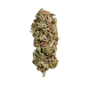 AMG (Amnesia Mac Ganja) | PHOTOFEM | Royal Queen Seeds - Freigestellt 2026-05-14