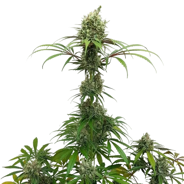 AMG (Amnesia Mac Ganja) | PHOTOFEM | Royal Queen Seeds - Freigestellt 2026-05-14