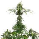 AMG (Amnesia Mac Ganja) | PHOTOFEM | Royal Queen Seeds - Freigestellt 2026-05-14