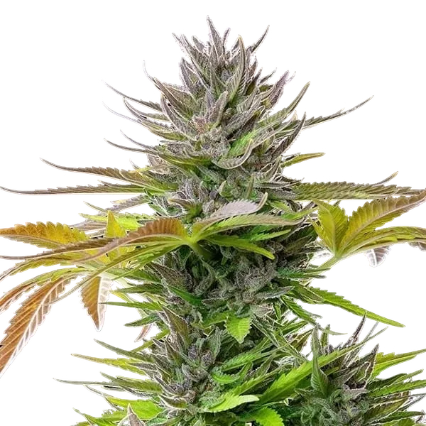 AMG (Amnesia Mac Ganja) | PHOTOFEM | Royal Queen Seeds - Freigestellt 2026-05-14