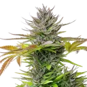 AMG (Amnesia Mac Ganja) | PHOTOFEM | Royal Queen Seeds - Freigestellt 2026-05-14