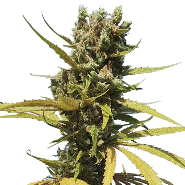 AMG (Amnesia Mac Ganja) | PHOTOFEM | Royal Queen Seeds - Freigestellt 2026-05-14