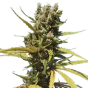 AMG (Amnesia Mac Ganja) | PHOTOFEM | Royal Queen Seeds - Freigestellt 2026-05-14