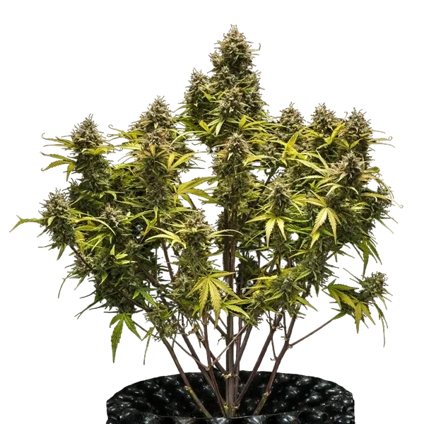 Blue Cheese | AUTOFEM | Royal Queen Seeds - Freigestellt 2026-05-19