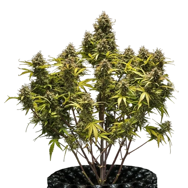 Blue Cheese | AUTOFEM | Royal Queen Seeds - Freigestellt 2026-05-19