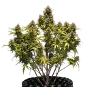 Blue Cheese | AUTOFEM | Royal Queen Seeds - Freigestellt 2026-05-19