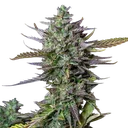 Blue Cheese | AUTOFEM | Royal Queen Seeds - Freigestellt 2026-05-19