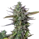 Blue Cheese | AUTOFEM | Royal Queen Seeds - Freigestellt 2026-05-19