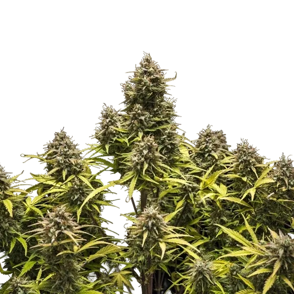 Blue Cheese | AUTOFEM | Royal Queen Seeds - Freigestellt 2026-05-19
