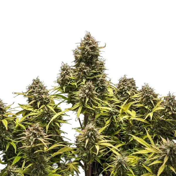 Blue Cheese | AUTOFEM | Royal Queen Seeds - Freigestellt 2026-05-19