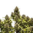 Blue Cheese | AUTOFEM | Royal Queen Seeds - Freigestellt 2026-05-19