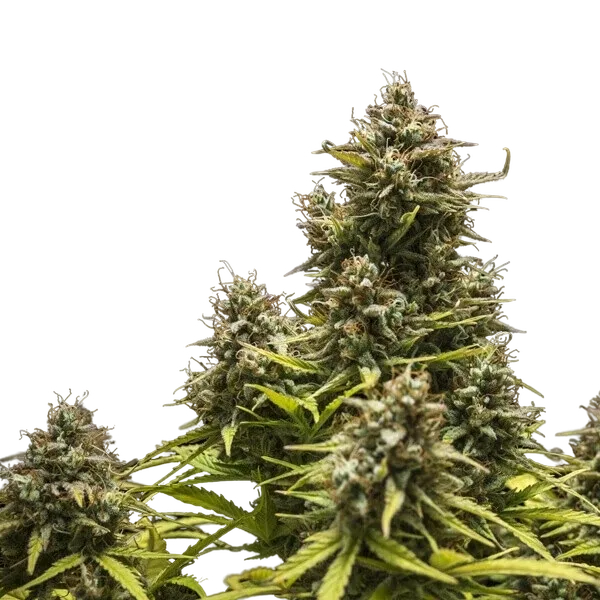 Blue Cheese | AUTOFEM | Royal Queen Seeds - Freigestellt 2026-05-19