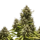 Blue Cheese | AUTOFEM | Royal Queen Seeds - Freigestellt 2026-05-19