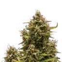 Blue Cheese | AUTOFEM | Royal Queen Seeds - Freigestellt 2026-05-19