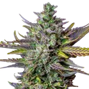 Blue Cheese | AUTOFEM | Royal Queen Seeds - Freigestellt 2026-05-19