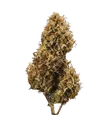Blue Cheese | AUTOFEM | Royal Queen Seeds - Freigestellt 2026-05-19