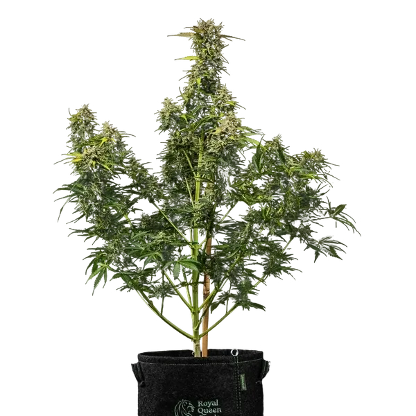 Royal Creamatic | AUTOFEM | Royal Queen Seeds - Freigestellt 2026-05-19