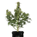 Royal Creamatic | AUTOFEM | Royal Queen Seeds - Freigestellt 2026-05-19