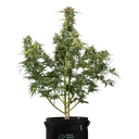Royal Creamatic | AUTOFEM | Royal Queen Seeds - Freigestellt 2026-05-19