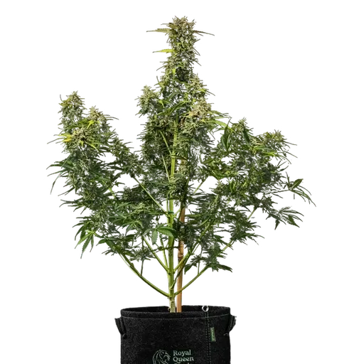 Royal Creamatic | AUTOFEM | Royal Queen Seeds - Freigestellt 2026-05-19
