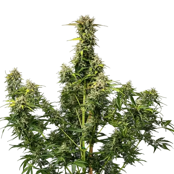 Royal Creamatic | AUTOFEM | Royal Queen Seeds - Freigestellt 2026-05-19
