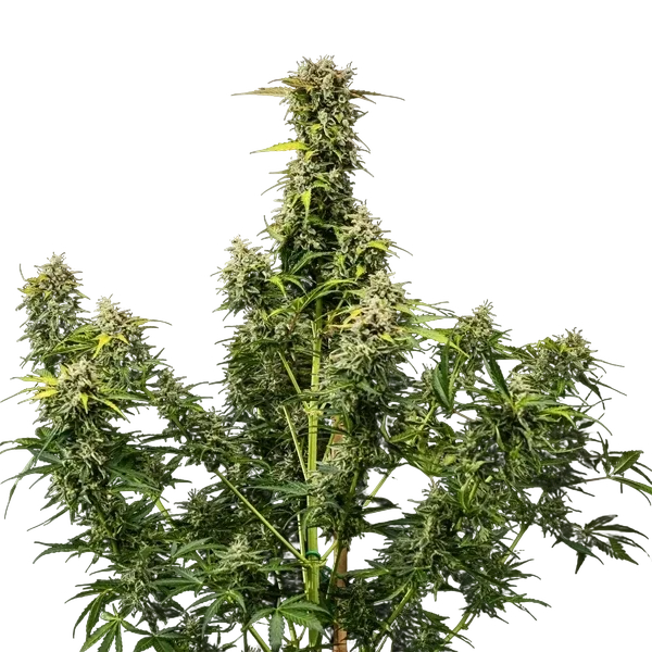 Royal Creamatic | AUTOFEM | Royal Queen Seeds - Freigestellt 2026-05-19