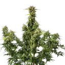 Royal Creamatic | AUTOFEM | Royal Queen Seeds - Freigestellt 2026-05-19