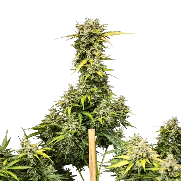 Royal Creamatic | AUTOFEM | Royal Queen Seeds - Freigestellt 2026-05-19