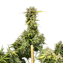 Royal Creamatic | AUTOFEM | Royal Queen Seeds - Freigestellt 2026-05-19