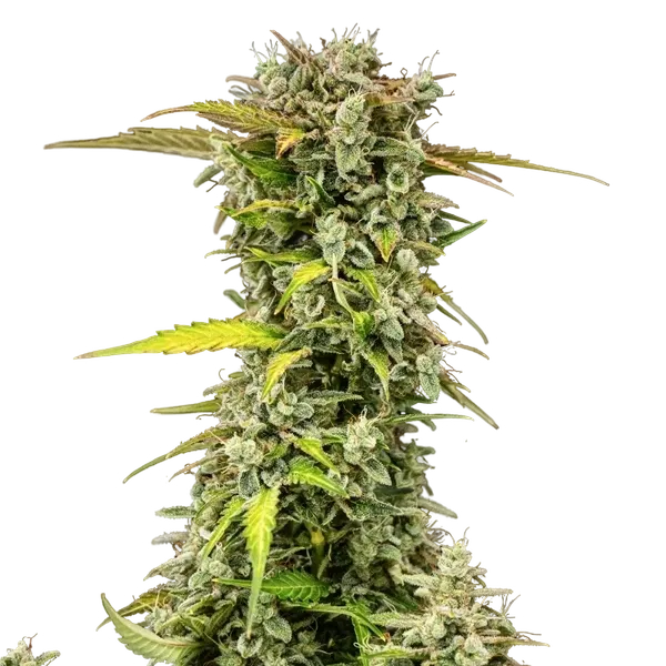 Royal Creamatic | AUTOFEM | Royal Queen Seeds - Freigestellt 2026-05-19
