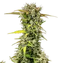 Royal Creamatic | AUTOFEM | Royal Queen Seeds - Freigestellt 2026-05-19