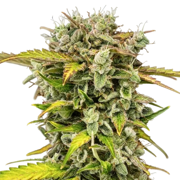 Royal Creamatic | AUTOFEM | Royal Queen Seeds - Freigestellt 2026-05-19