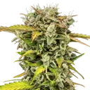 Royal Creamatic | AUTOFEM | Royal Queen Seeds - Freigestellt 2026-05-19
