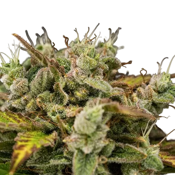 Royal Creamatic | AUTOFEM | Royal Queen Seeds - Freigestellt 2026-05-19