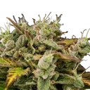 Royal Creamatic | AUTOFEM | Royal Queen Seeds - Freigestellt 2026-05-19