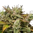 Royal Creamatic | AUTOFEM | Royal Queen Seeds - Freigestellt 2026-05-19