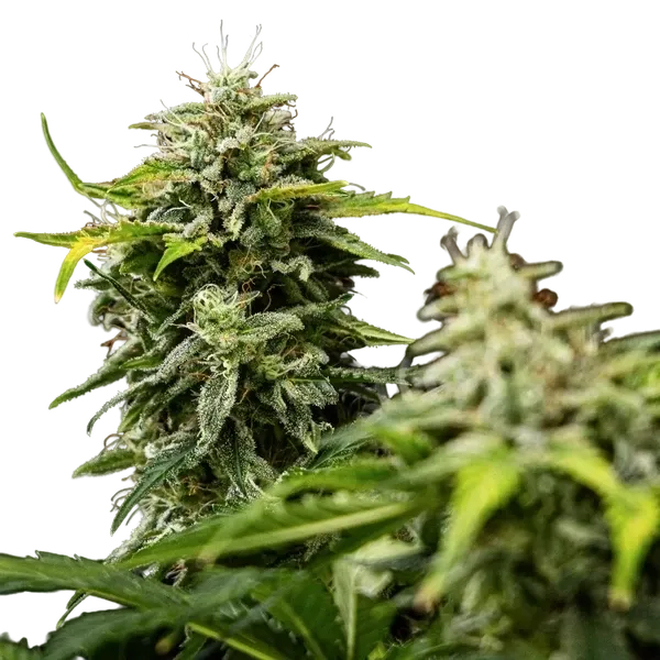 Royal Creamatic | AUTOFEM | Royal Queen Seeds - Freigestellt 2026-05-19