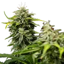 Royal Creamatic | AUTOFEM | Royal Queen Seeds - Freigestellt 2026-05-19