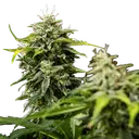 Royal Creamatic | AUTOFEM | Royal Queen Seeds - Freigestellt 2026-05-19