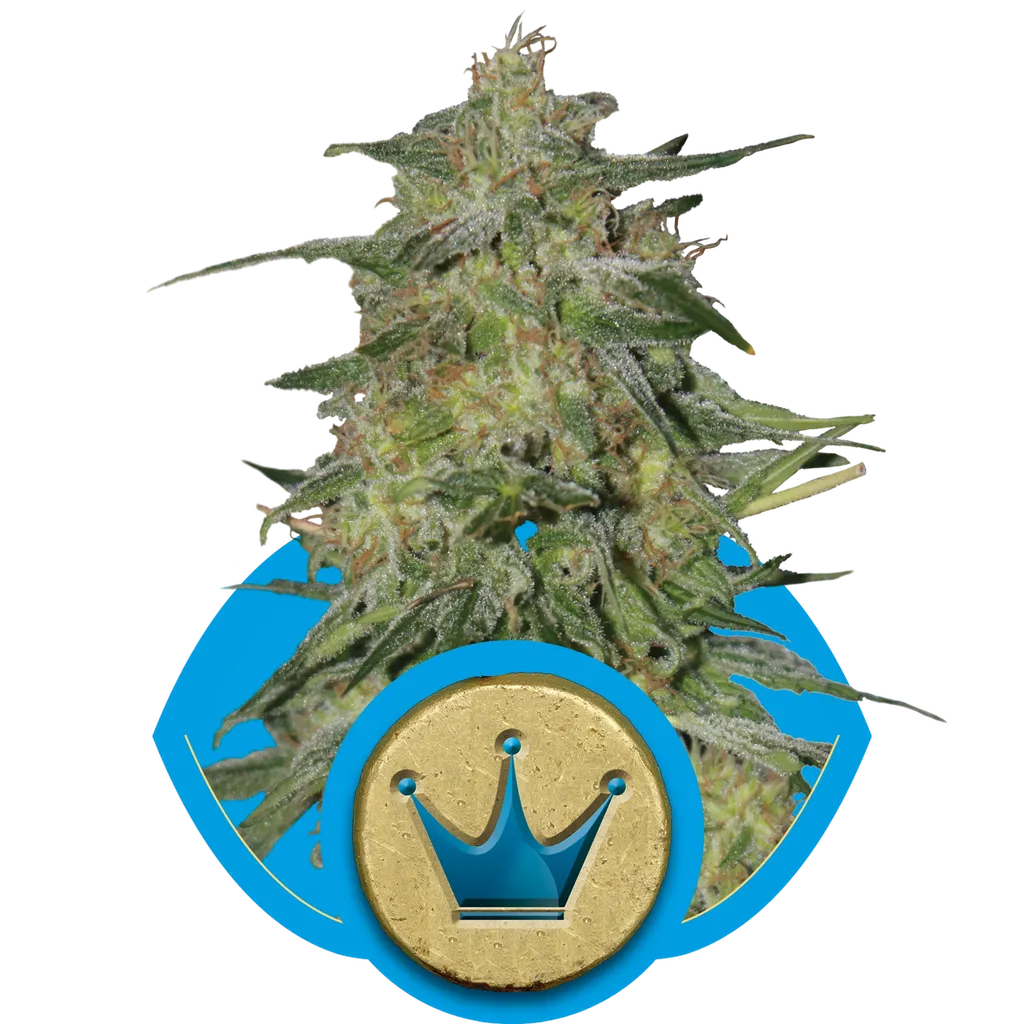 Royal Highness CBD | PHOTOFEM | Royal Queen Seeds - Freigestellt 2026-05-19