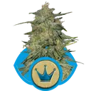 Royal Highness CBD | PHOTOFEM | Royal Queen Seeds - Freigestellt 2026-05-19