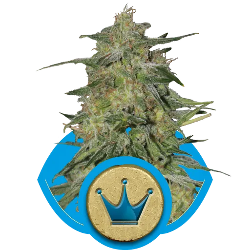 Royal Highness CBD | PHOTOFEM | Royal Queen Seeds - Freigestellt 2026-05-19
