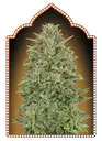 00 Skunk | PHOTOFEM | 00 Seeds - Freigestellt 2026-05-22