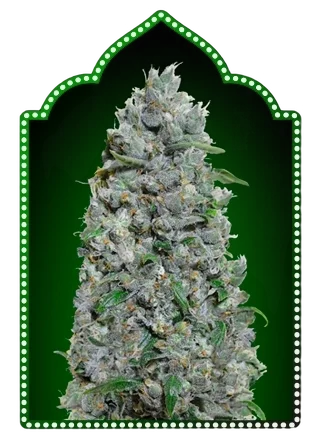 Afghan Mass XXL | AUTOFEM | 00 Seeds - Freigestellt 2026-05-22