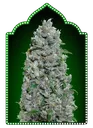 Afghan Mass XXL | AUTOFEM | 00 Seeds - Freigestellt 2026-05-22